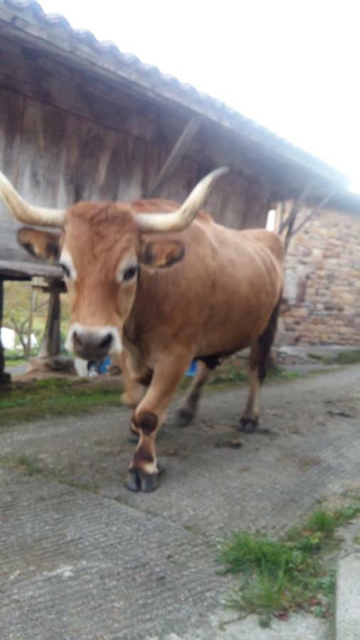 El Requexu De Cervera Vakantiehuis Cervera (Asturias)